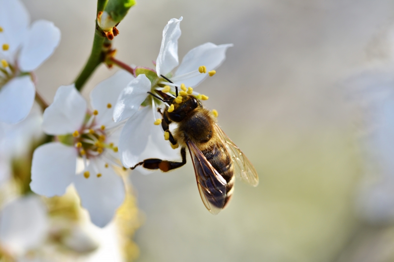 jardinerie-ST MARTIN D ENTRAUNES-min_bee-4092986